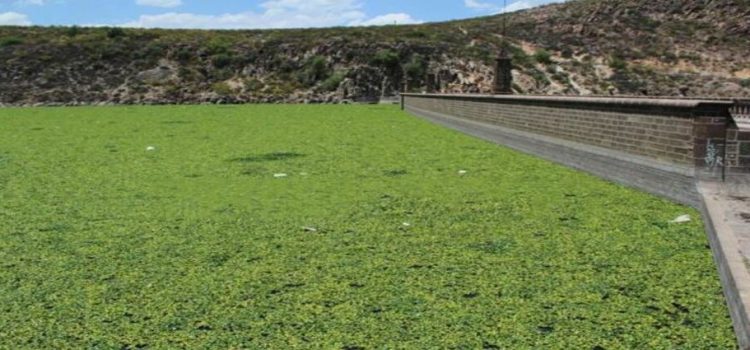 Lirio acuático en la presa San José agrava crisis hídrica en San Luis Potosí