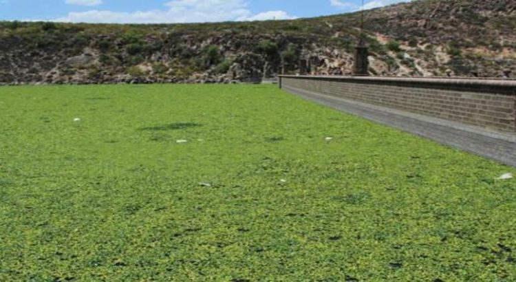Lirio acuático en la presa San José agrava crisis hídrica en San Luis Potosí