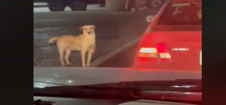 Un perrito pide dinero en la calle para ayudar a su dueña