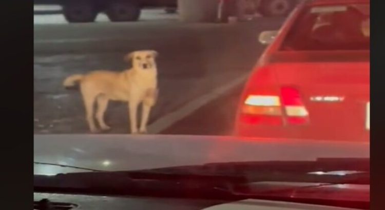 Un perrito pide dinero en la calle para ayudar a su dueña