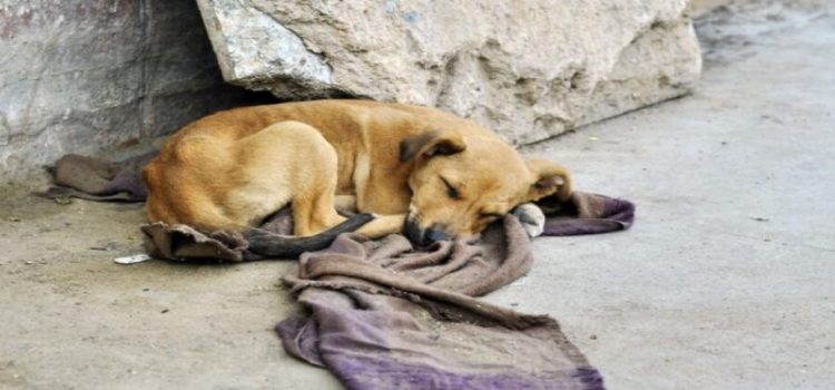 San Luis Potosí donde más abandonan perros y gatos