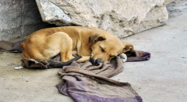 San Luis Potosí donde más abandonan perros y gatos