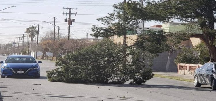 Los fuertes vientos causan daños en árboles y anuncios