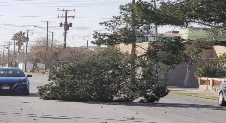 Los fuertes vientos causan daños en árboles y anuncios