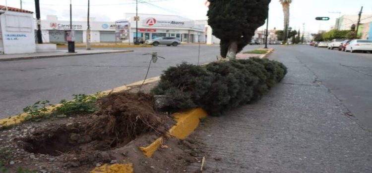 Fuertes vientos derriban arboles y espectaculares