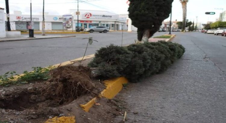 Fuertes vientos derriban arboles y espectaculares