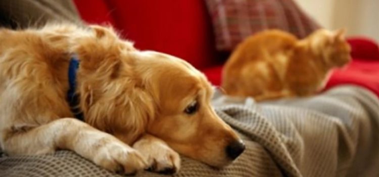 Condenan a divorciado a pagar pensión para sus perros y gato