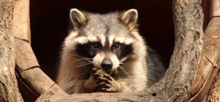 Dejó un mapache sin luz a más de 7 mil personas