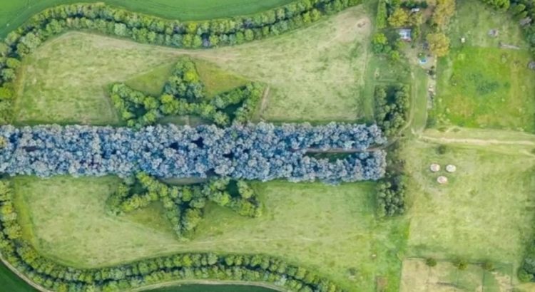 Creó un bosque con forma de guitarra en memoria de su esposa