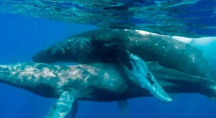 Captan por primera vez a ballenas apareándose … nomás que los 2 eran machos