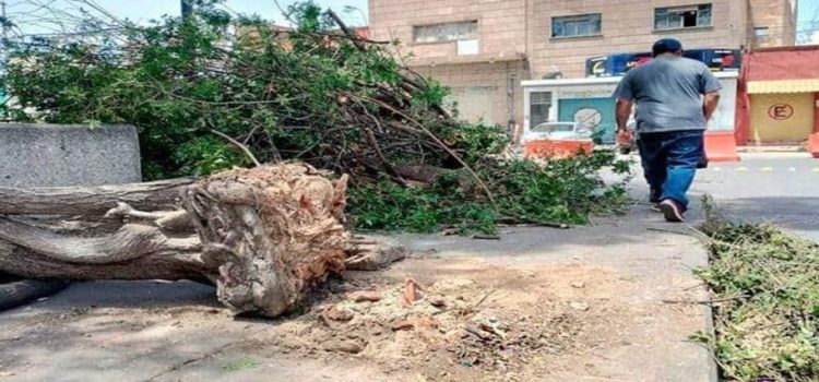 Se esperan ráfagas de viento de hasta 90 km/h, tomar precauciones