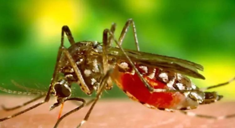 Epidemia de dengue en Guatemala: Declara el gobierno emergencia nacional