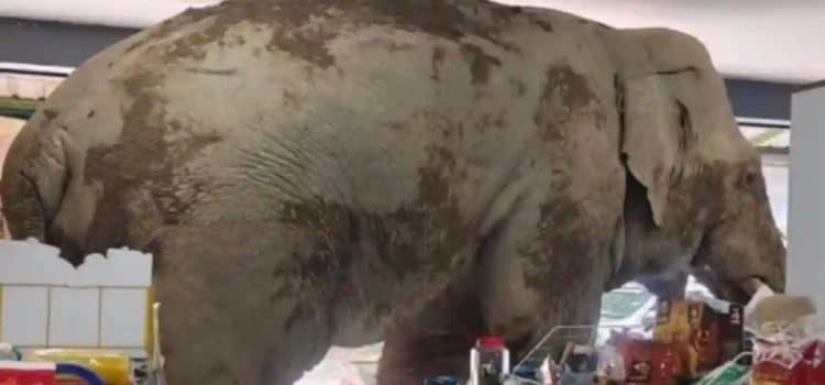 Elefante entró a robar a tienda de conveniencia