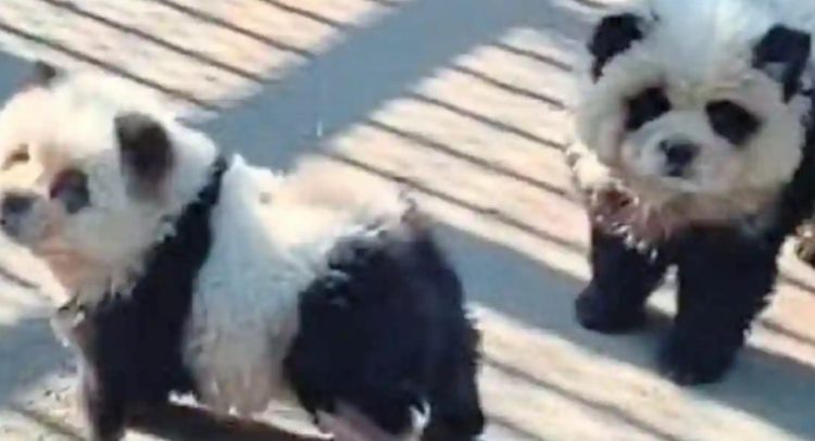 Zoológico da a los visitantes perro por panda Zoológico da a los visitantes perro por panda