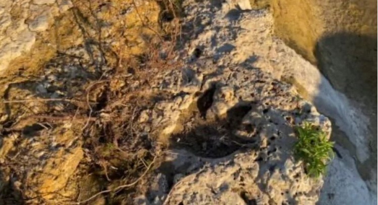 Tecnología 3D al rescate: huellas de dinosaurio de 110 millones de años emergen en Texas tras inundaciones Tecnología 3D al rescate: huellas de dinosaurio de 110 millones de años emergen en Texas tras inundaciones