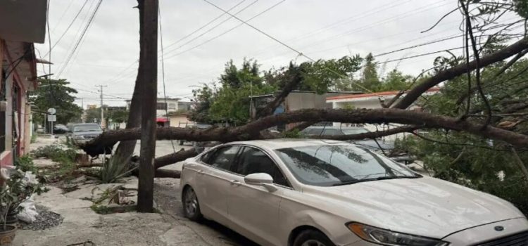 Fuertes ventarrones por frente frío 25 tiran árboles y causan apagones en Tamaulipas y San Luis Potosí