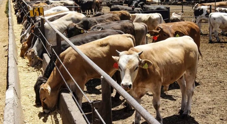 Alerta en SLP por presencia de 120 casos activos de gusano barrenador